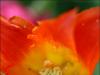 Tulipe orange 